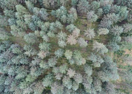 Woodland Creation